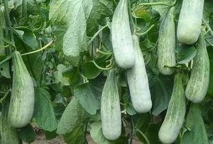 吃郑州财经的瓜,一场热议的瓜界风云