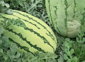 粗瓜怎么吃视频,跟随视频学习创意烹饪技巧