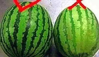 吃瓜怎么挑水果