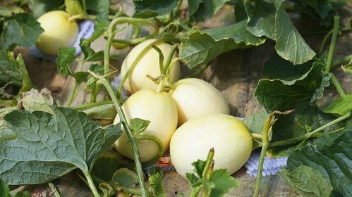 吃口脆脆瓜,尽享夏日清新口感