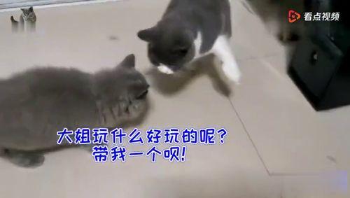 猫咪围观吃瓜视频,猫咪版“吃瓜群众”趣味瞬间