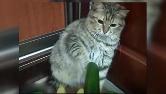 小猫吃瓜爆料图片,萌态十足，网友直呼可爱爆表！